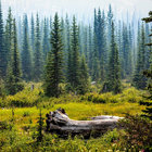 greentreeelegy thumbnail