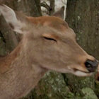 chazebad thumbnail