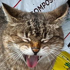 ohwachoi thumbnail