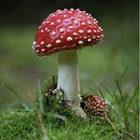 FLORA thumbnail