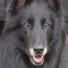 ulvehund thumbnail