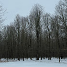 northern.pines thumbnail