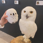 aviary thumbnail