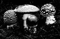 Microdose — Photo
