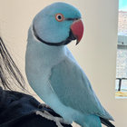 Leothebluebird thumbnail