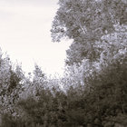 dreamshepherd thumbnail