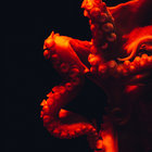 Eyepanik thumbnail