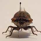 centennial cicada thumbnail