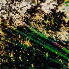 maedakensuke thumbnail