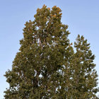 DJ Trees thumbnail