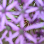 winipuh thumbnail