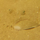 floundering thumbnail