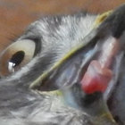 nevadensis thumbnail