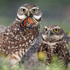 burroughowl thumbnail