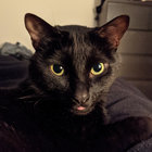 Ryan Kaufman thumbnail