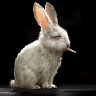 NihilBunny thumbnail