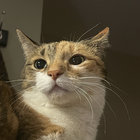 cat__dad thumbnail