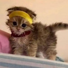 Steve thumbnail