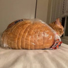 loafcat thumbnail