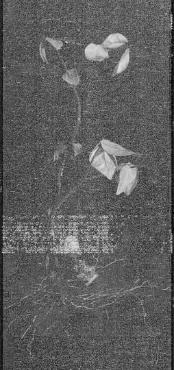 萬物枯萎Total Withered | Zaliva-D | WV Sorcerer Productions 巫唱片