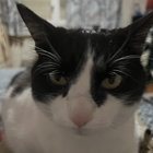 Outsiderdubcat thumbnail