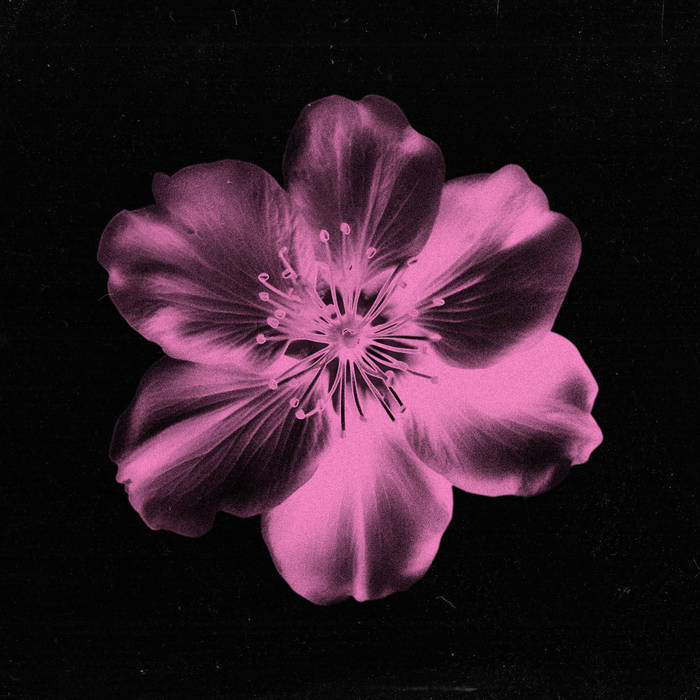 Music | Sakura Selections