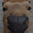 eliaspanachyda thumbnail
