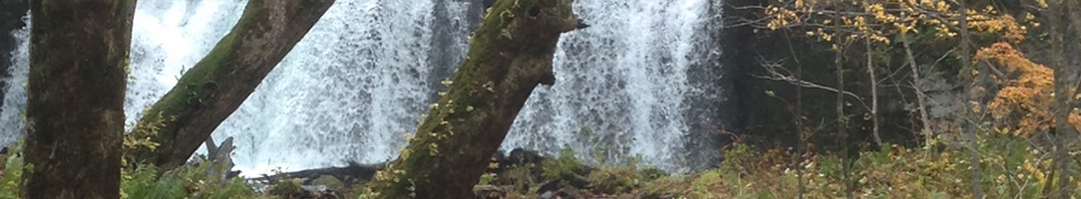 arboreal — Photo