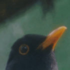 mleku™️ thumbnail