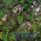 Umerumonoizen (2024 remastered) | Ai Aso | Pedal Records