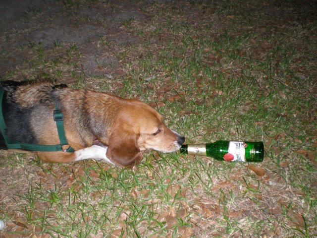 Beer Dog