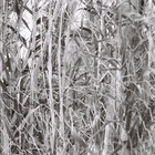 beluka_ thumbnail