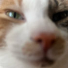 mela thumbnail