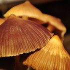 Mushroom Olli thumbnail