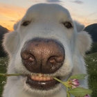 oizymoron thumbnail