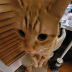 Harry thumbnail