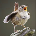 fledglingwren thumbnail