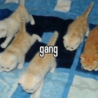norms_minions thumbnail