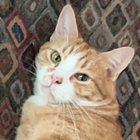 cheddar thumbnail