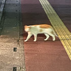 shibahune thumbnail