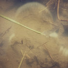 Pierre Emmanuel thumbnail