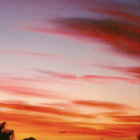 saith thumbnail