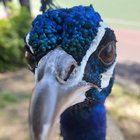 Tipsybird thumbnail
