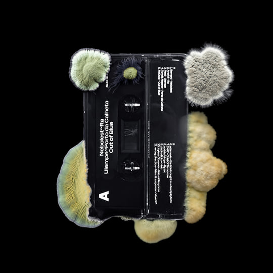 Fungus | Various Artists | Nona