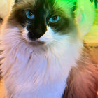 mighteekittens thumbnail