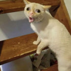 Kikiki thumbnail