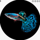 John Guppy thumbnail