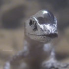 ievvvv thumbnail