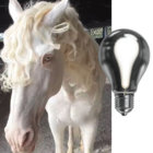 lightbulbhorse thumbnail