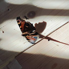 JungBrunnen thumbnail